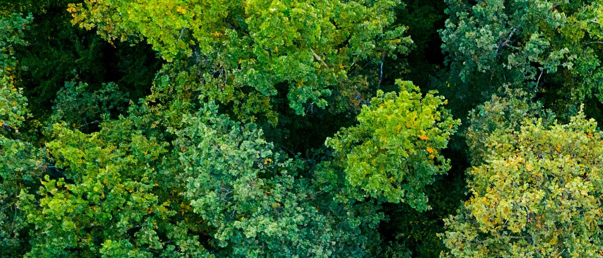 Forest from above