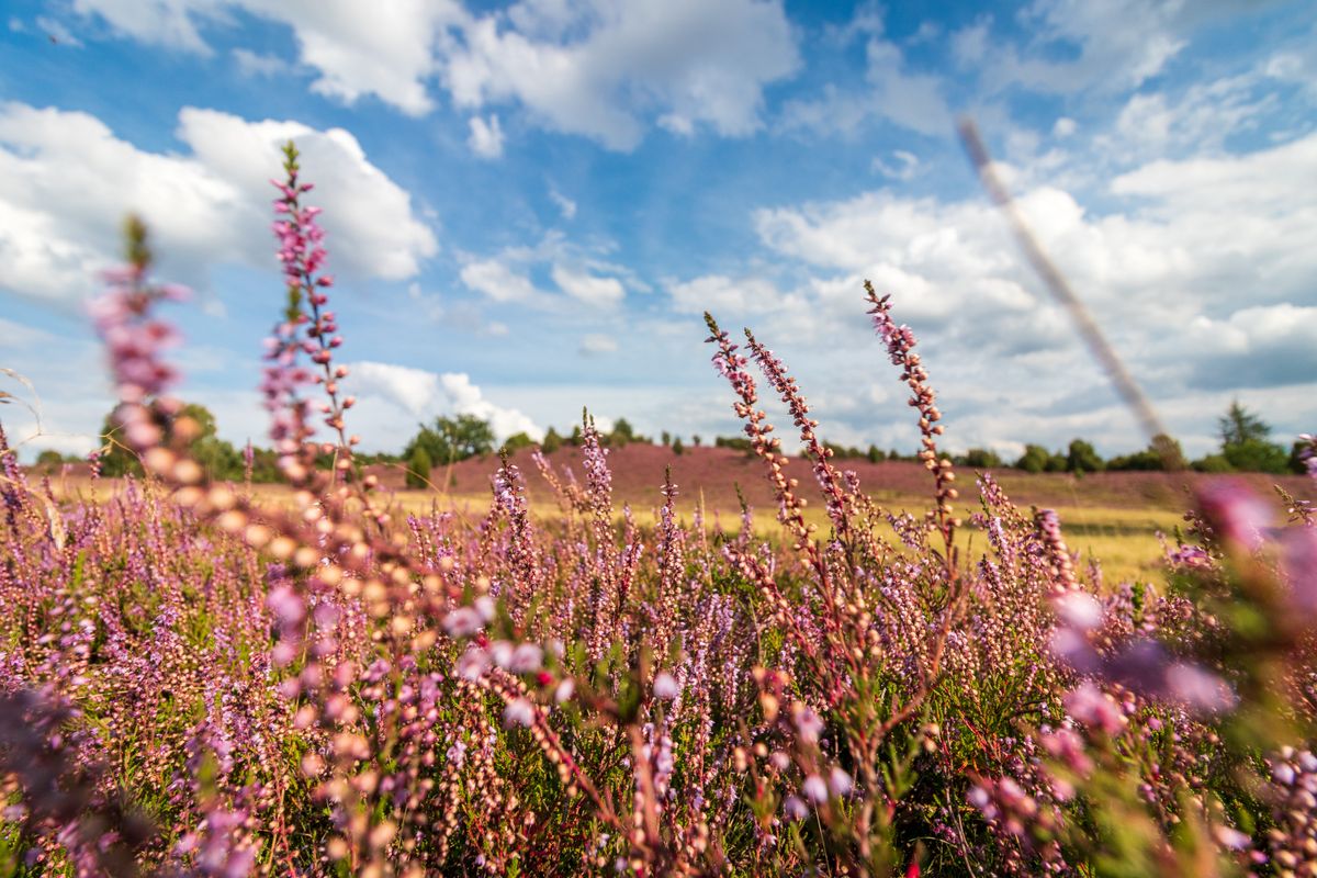 Mit SIXT share in die Lüneburger Heide