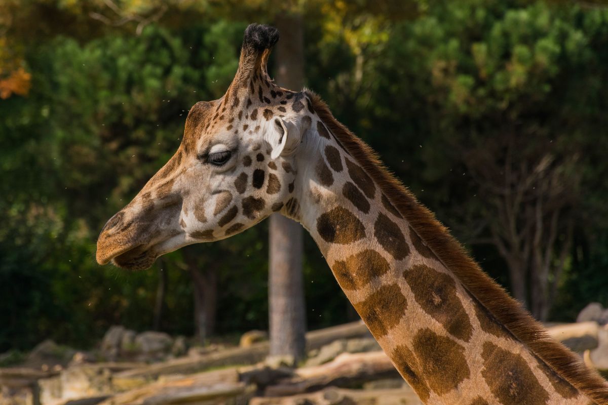 Mit SIXT share nach Leipzig zum Zoo