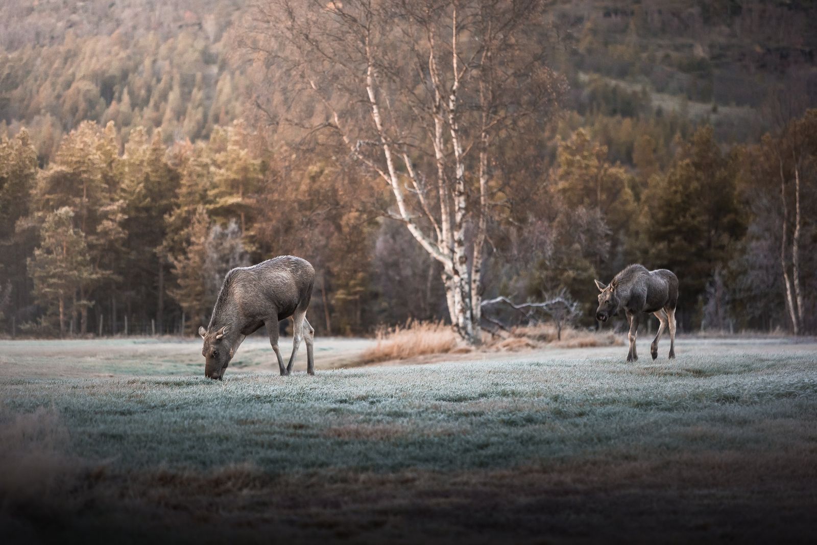 Auto huren vanaf \nKokkola-Pietarsaari Luchthaven