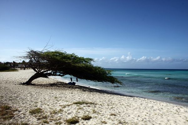 Herrliches Tauchparadies Aruba