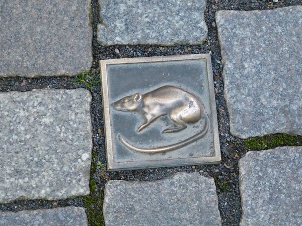 Auf Entdeckungstour in Hameln