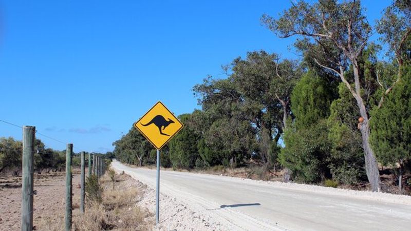 Road in australia countryside with warning sign of potential kangoroo presence